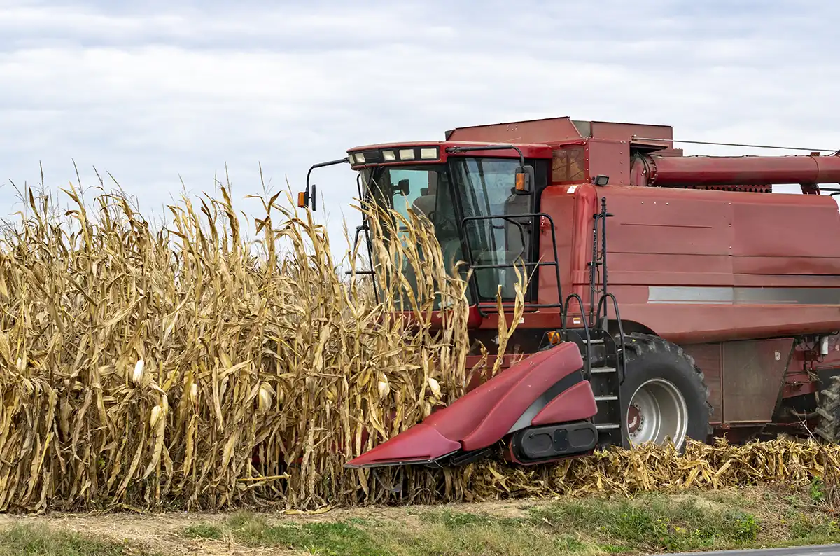 agricultural harvester engines powering grain harvesting machine in corn field
