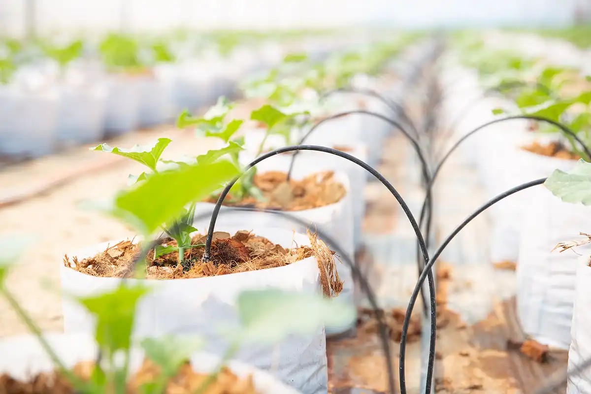 irrigation diesel engines supporting drip irrigation system for crop cultivation